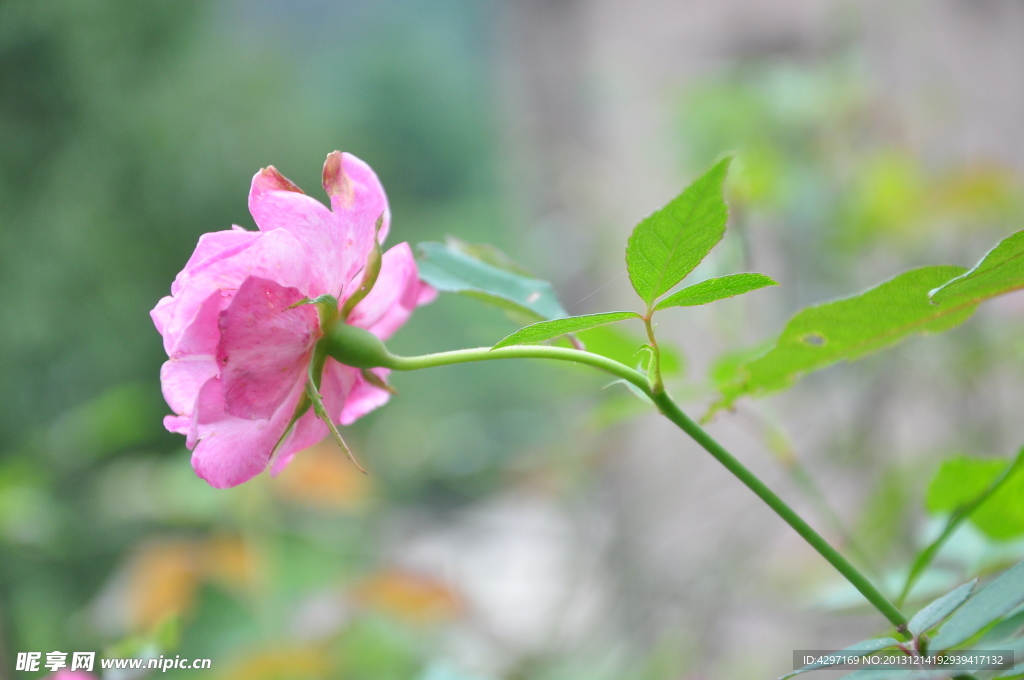 月季花