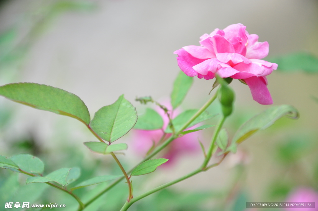 月季花