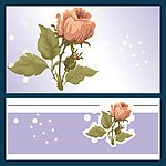 蔷薇花
