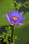 莲花
