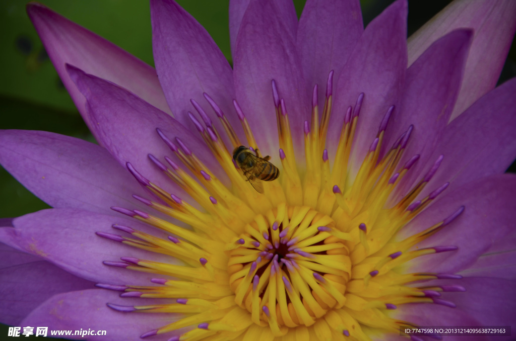 蜜蜂和莲花