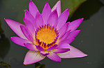 莲花