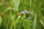 蜜蜂和野花