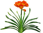 君子兰花