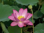 莲花