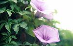 牵牛花