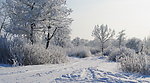瑞雪