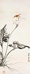 马蹄莲