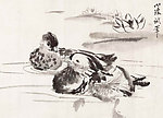 鸳鸯