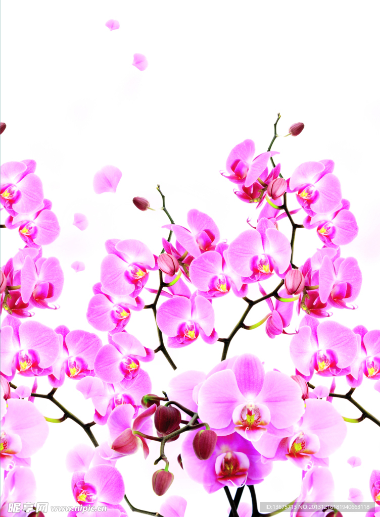 兰花