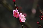 梅花