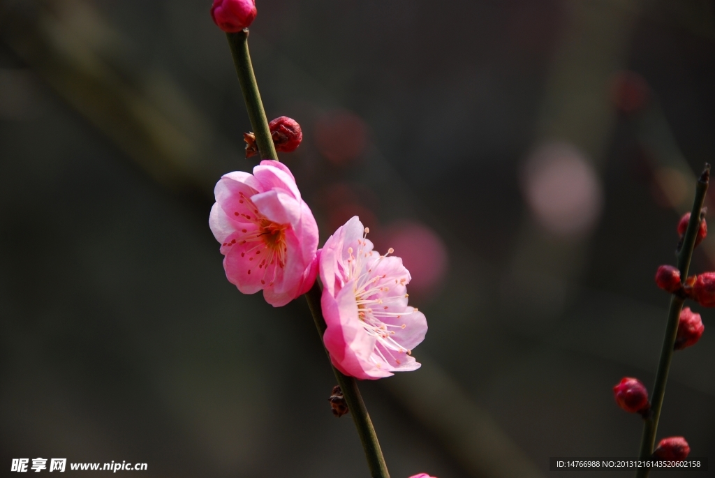 梅花