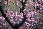 梅花点点迎春到