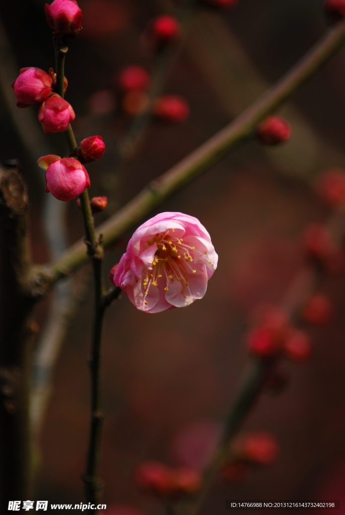 梅花