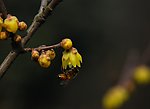 腊梅与蜜蜂