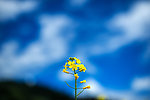 蓝天下的油菜花