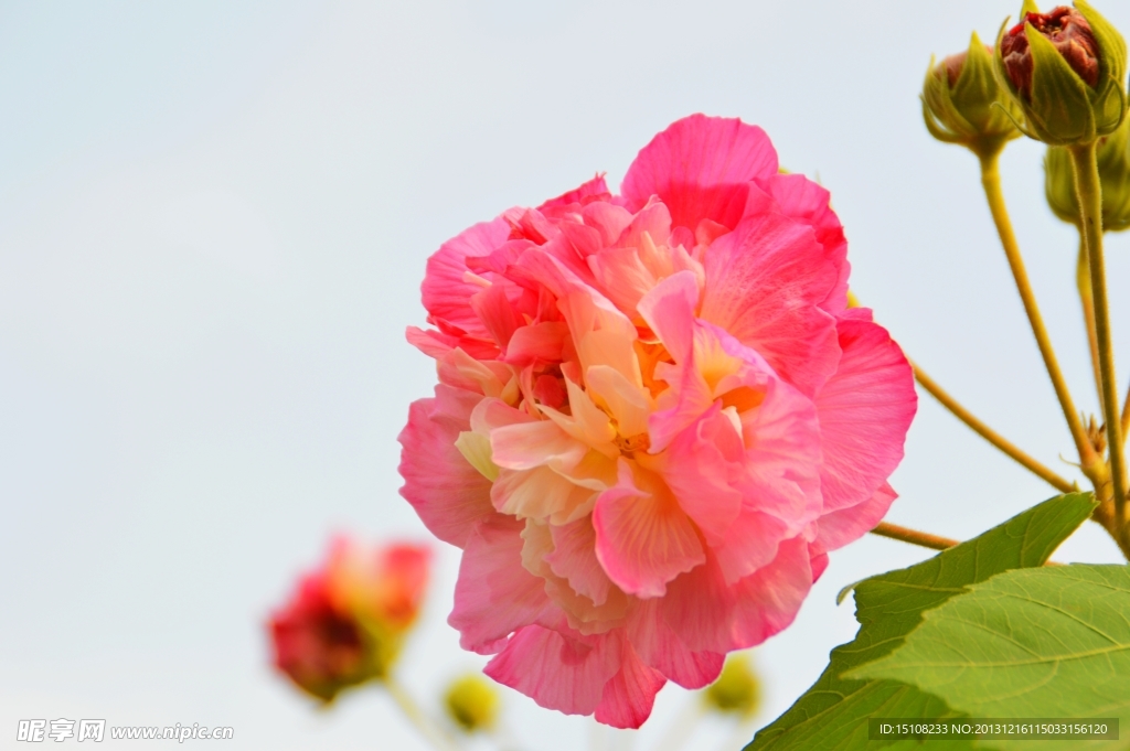 芙蓉花