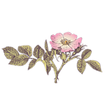 复古手绘花卉
