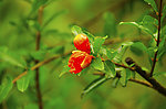 石榴花