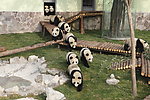 许多熊猫
