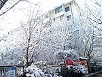树挂