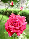 玫瑰花