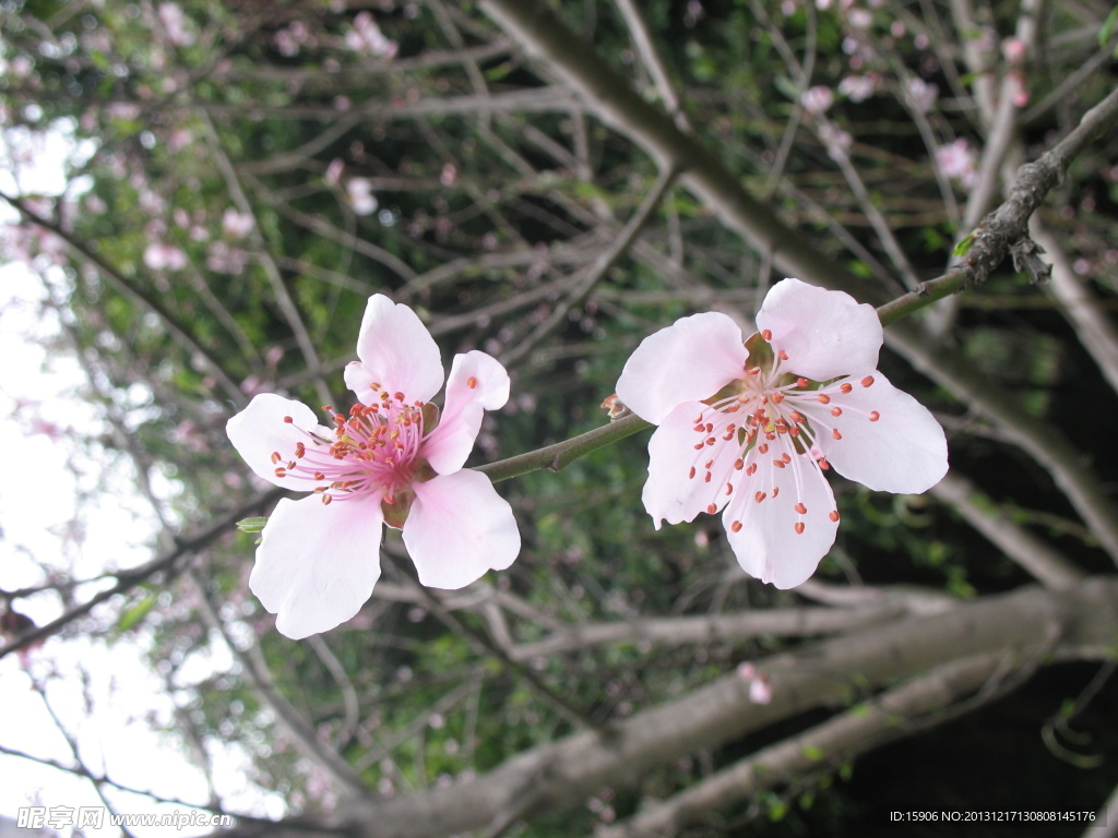 桃花