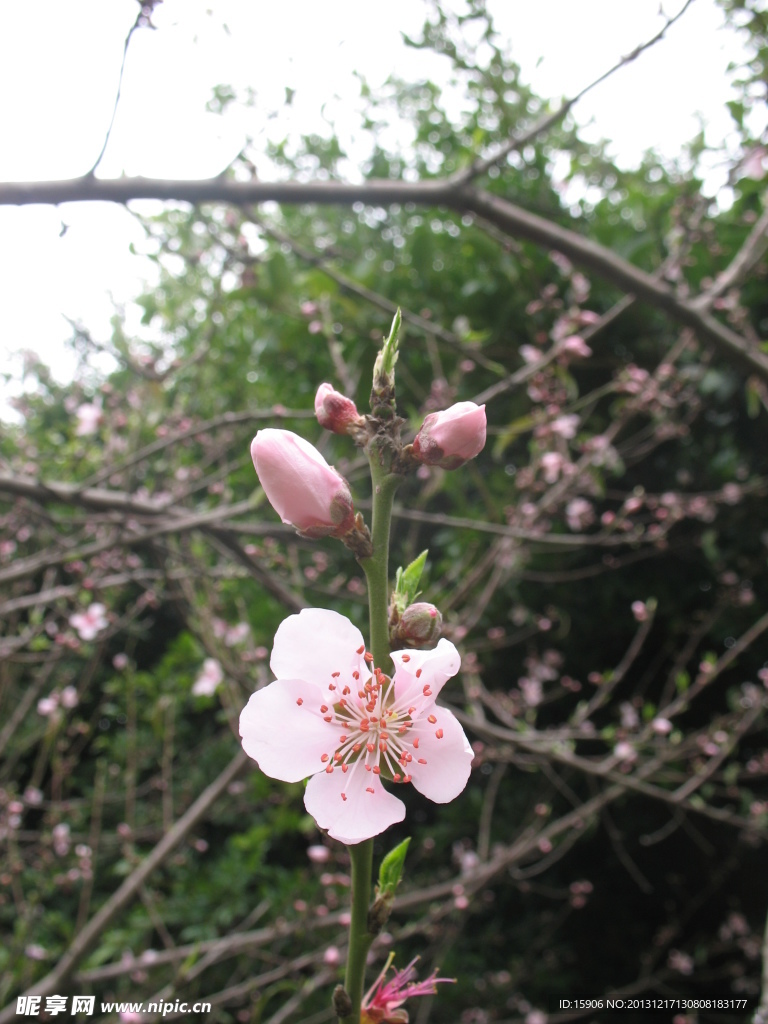 桃花