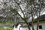 大井