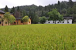 大井