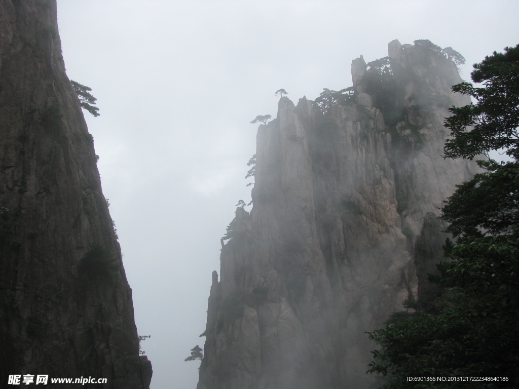 雾里黄山松