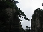 黄山迎客松