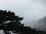 雾里黄山松