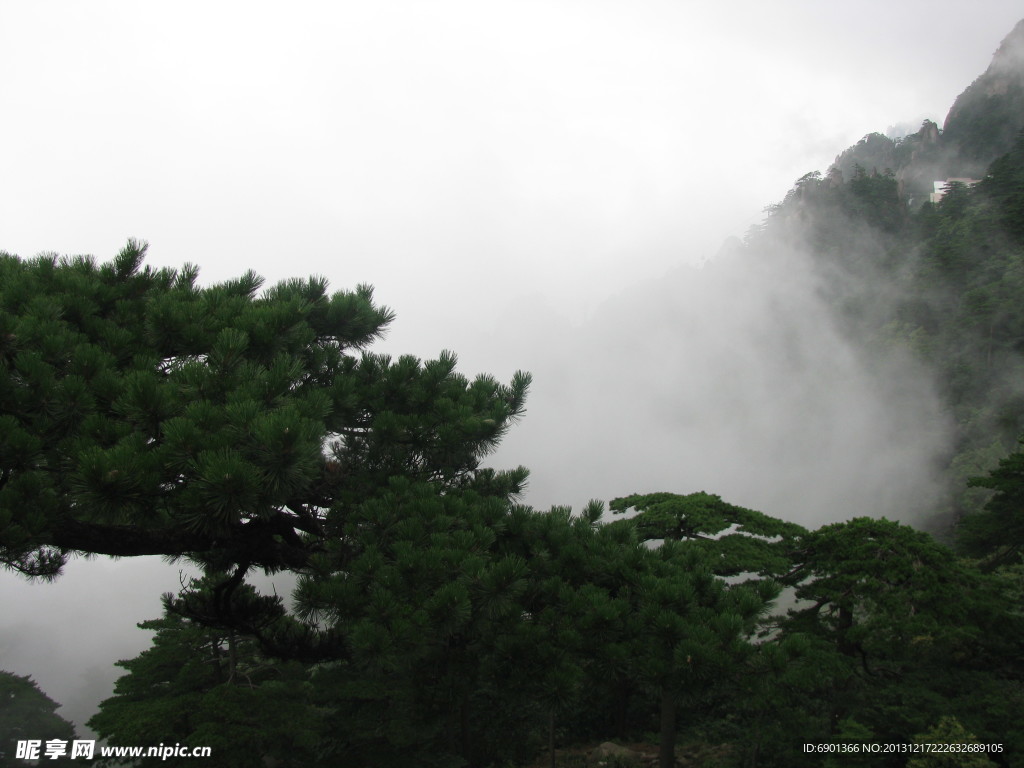 雾里黄山松