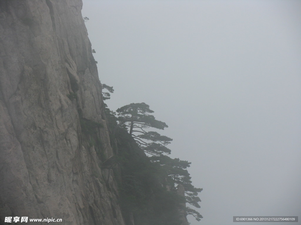 黄山排松