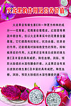 火龙果作用及营养价值