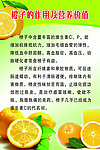 橙子的作用及营养价值