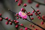 梅花