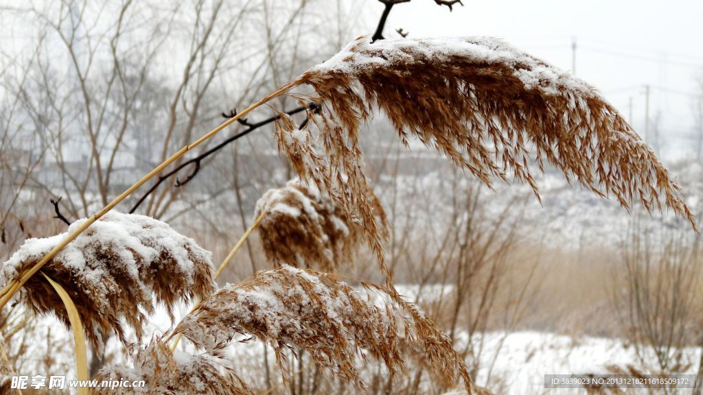 雪中芦花