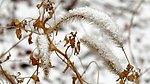 雪中芦花