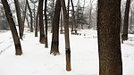 雪景