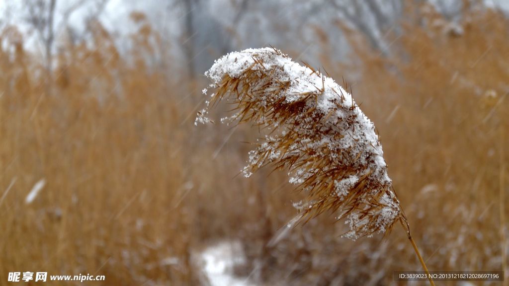 雪中芦花