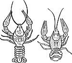 虾 海洋生物