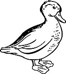 鹅子