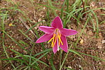 一朵小花