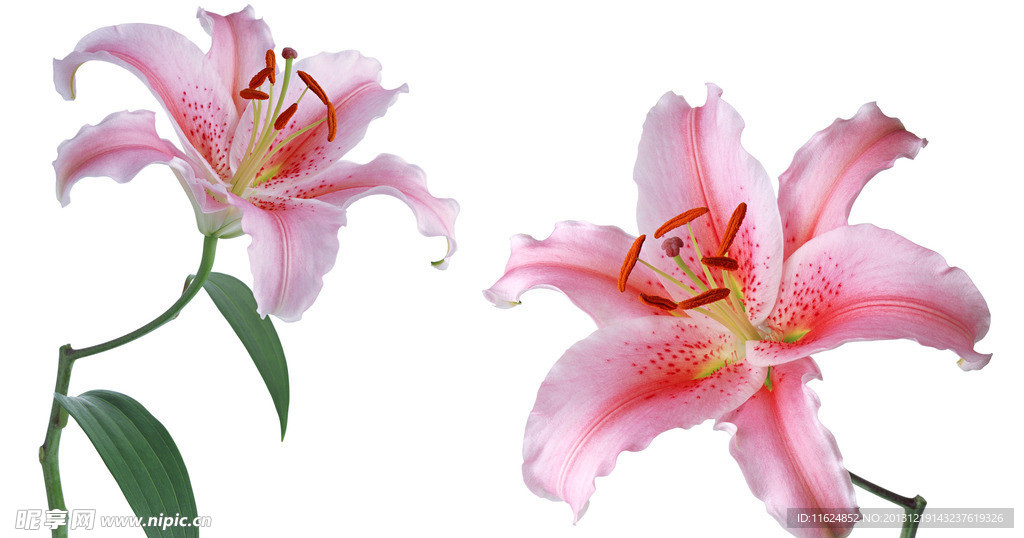 百合