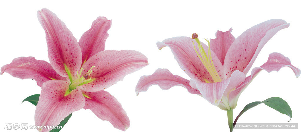 百合