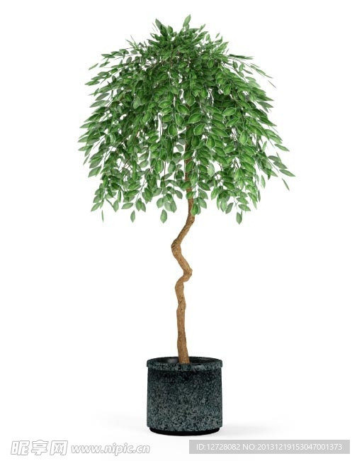 盆栽 优秀盆栽模型