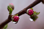 碧桃花蕾