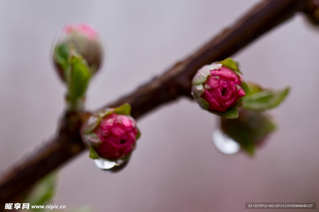 碧桃花蕾